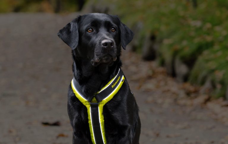 Pas på din hund - disse farer lurer i efteråret